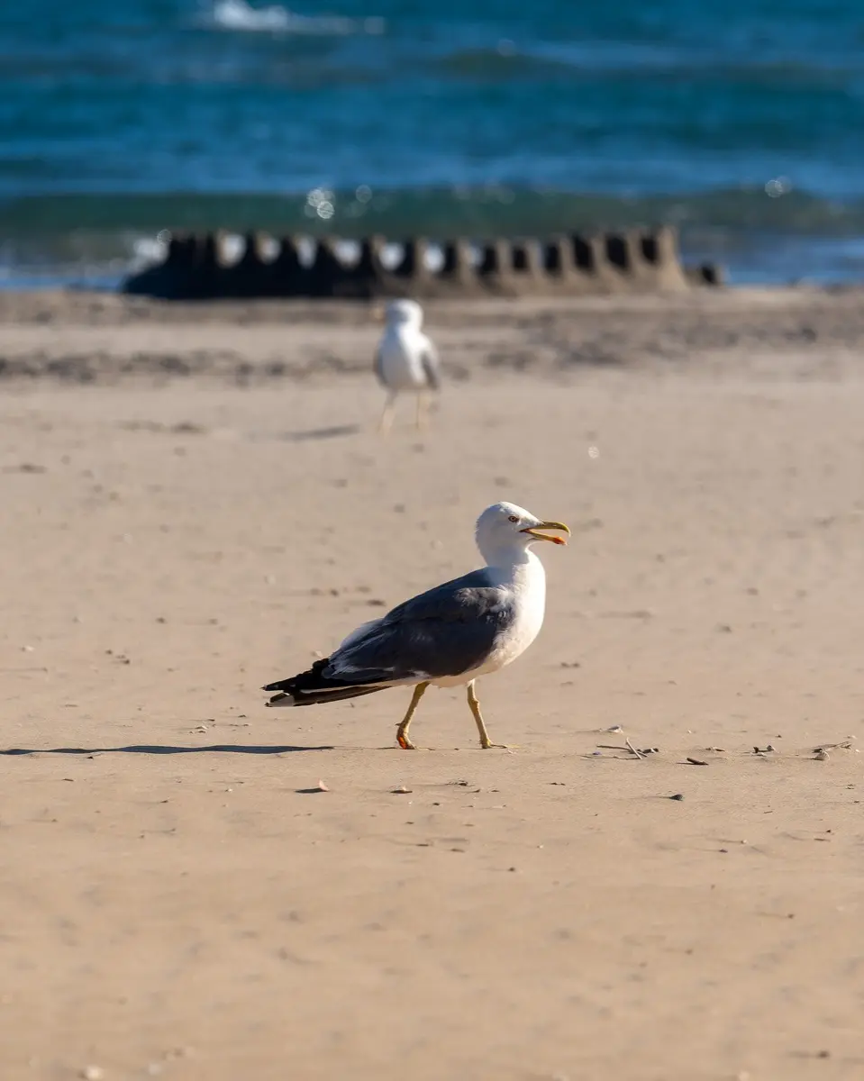 Une mouette en balade sur le sable